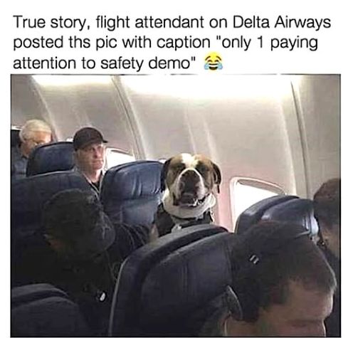 dog pays attn terry glenn.jpg